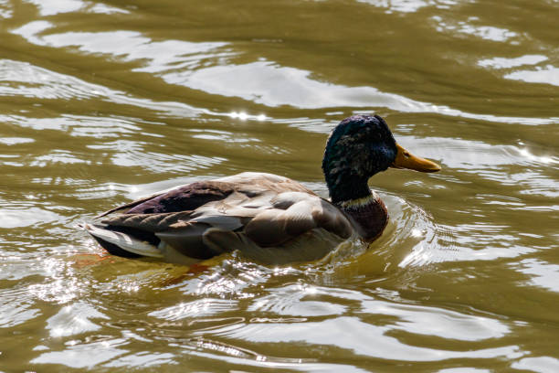 istock Wild duck in the lake on a sunny autumn day 853380348