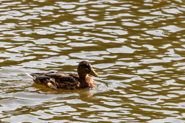 istock Wild duck in the lake on a sunny autumn day 853380368