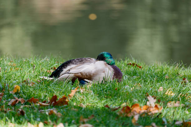 istock Wild duck resting in the green grass on the lake shore 853380500