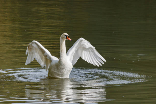 istock White swan on the lake on a sunny day 853380690