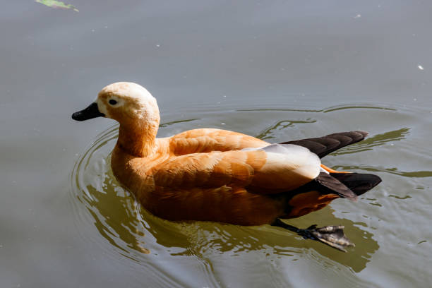 istock Ruddy shelduck floating on the lake on a sunny day 853380746