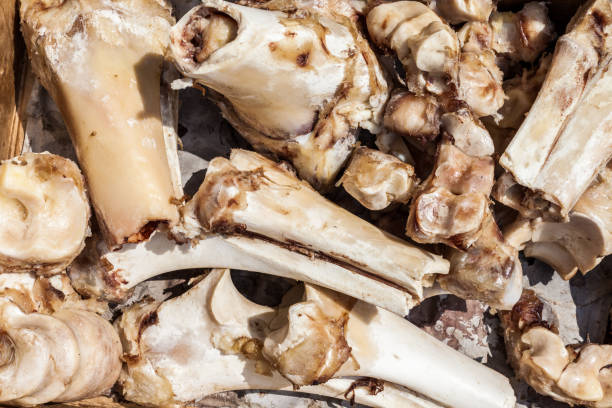 istock Pile of animal bones 853386488