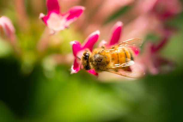 istock macro bee top view catch on nature flower shallow depth of field 853389986