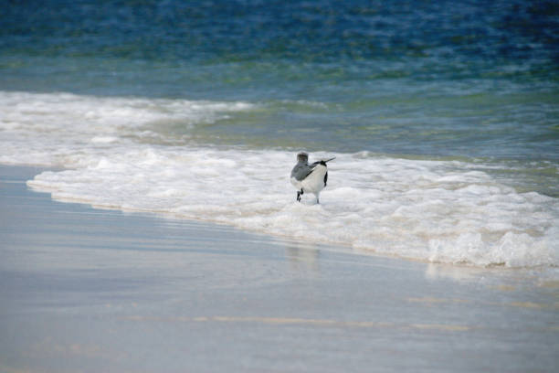 sandy beach waves rolling in seas bird in water in waves