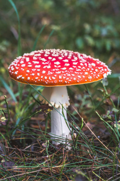 istock Fly Agaric toadstool poisonous mushroom. In red green and yellow colors in the autumn forest. 853400948