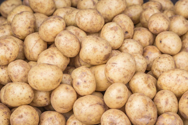 potatis närbild detaljerade färska från marken i en korg på en söndagens jordbrukarna marknaden. koncept för egenutvecklade jordbruk ekologiska hälsosamma näringsämnen säsongsbetonade ren ekologiskt jordbruk vegetariskt. - potatis sweden bildbanksfoton och bilder
