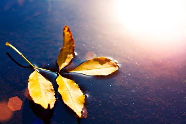 istock Yellow withering autumn leaf fell from tree to water and floats 853404748