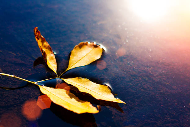 istock Yellow withering autumn leaf fell from tree to water and floats 853406184