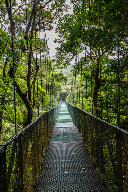 istock Monteverde hanging bridge in the jungle 853412712