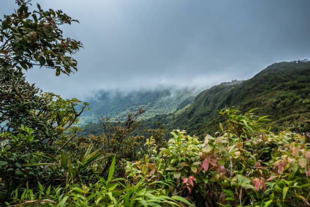 monteverde cloud forest reserve view - forest preserve imagens e fotografias de stock