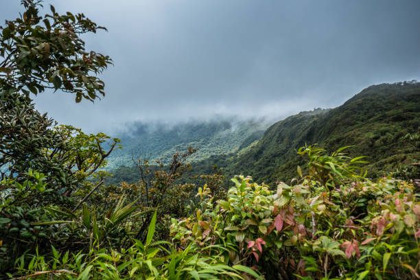 вид на облачный лесной заповедник монтеверде - forest preserve стоковые фото и изображения