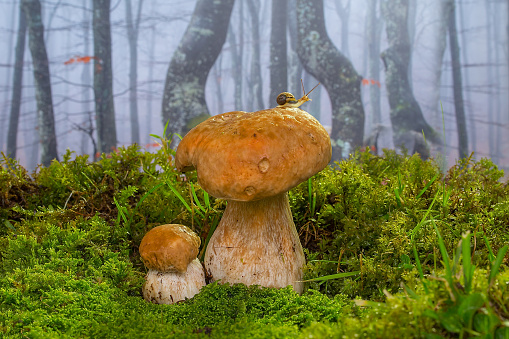 Pair of mushrooms with snail