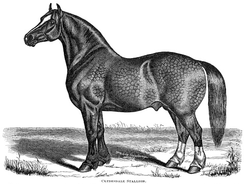 Woodcut of Clydesdale stallion. Engraved for the National Livestock Journal and reprinted in several journals and books. Cyclopedia of Livestock Periam and Baker 1882, Breeders Gazette 1887 Nov 10, The New Cyclopedia of Live Stock and Complete Stock Doctor 1900, World Publishing 1881 edition.