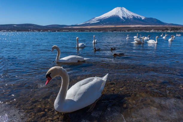 istock white swan in yamanaka lake 853418706