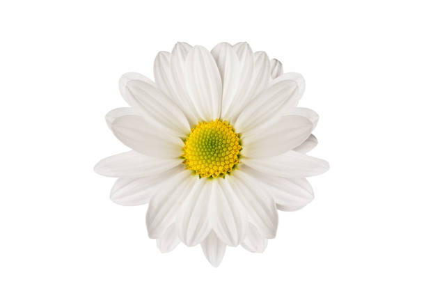 istock white daisy beautiful flower on a white background 853423478