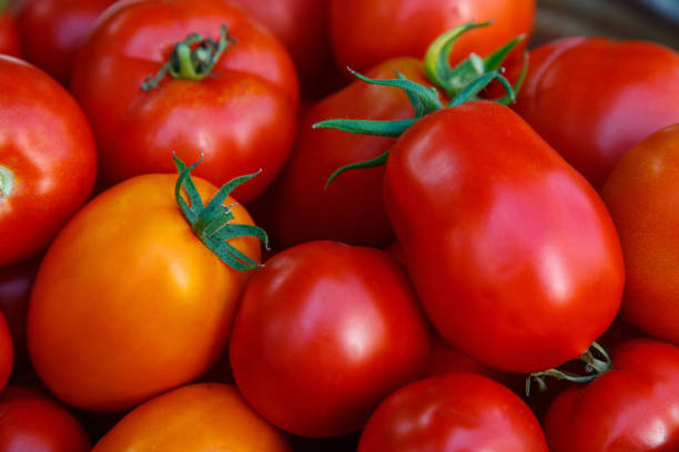 istock photo of very fresh tomatoes presented 853428624
