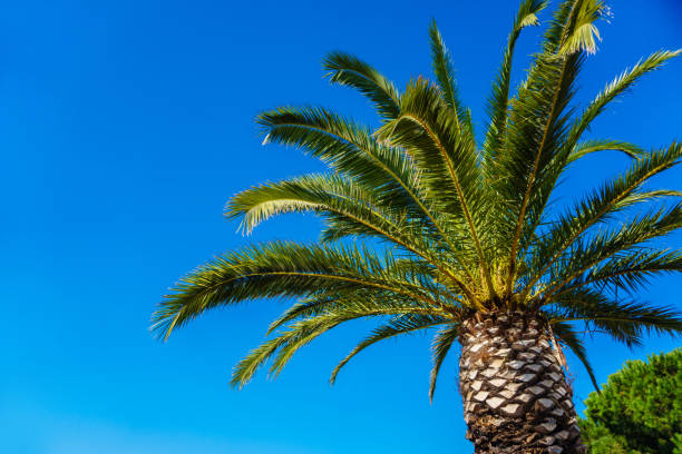 istock coconut palm tree on blue sky 853431974