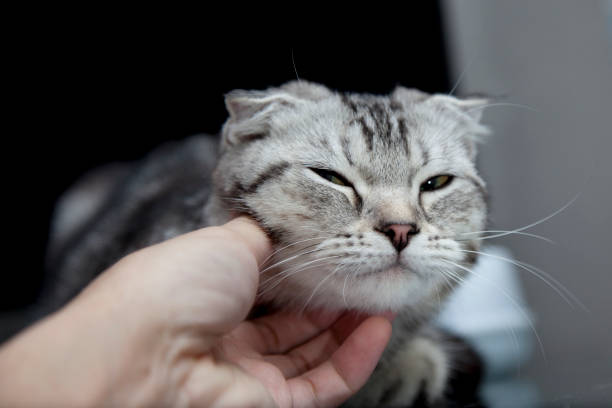 istock gray Scottish fold cat was play with human hand 853435774