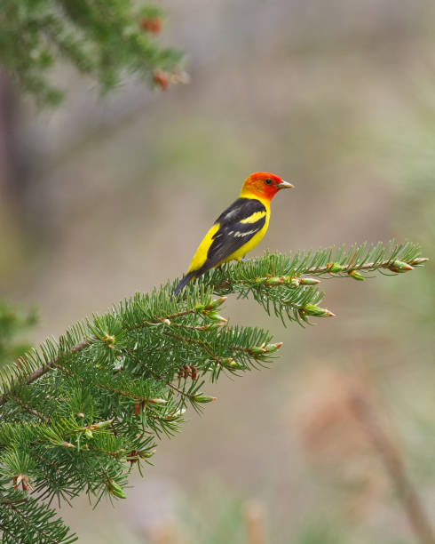 istock Male Western Tanager 853441046