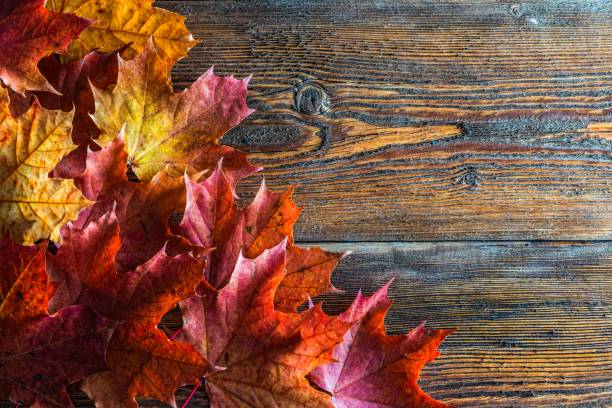 istock maple leaves on the wooden table 853442276