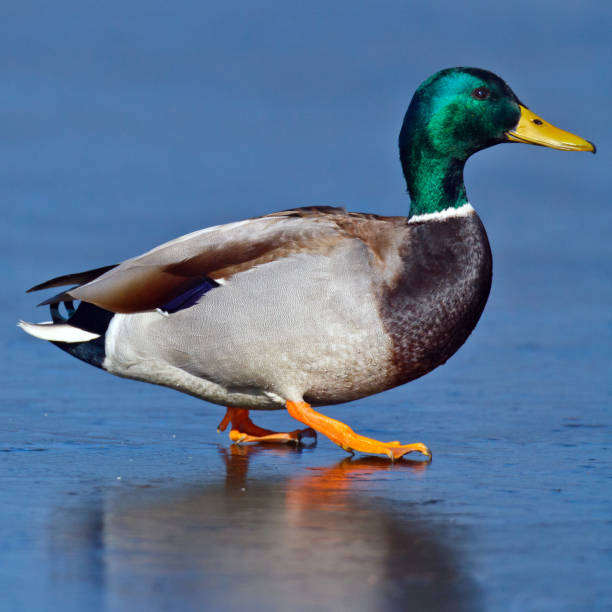 Male Mallard on Ice