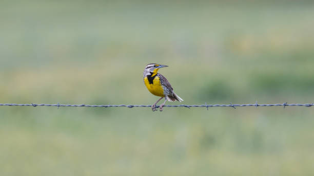 istock Western Meadowlark on barbed wire 853443170