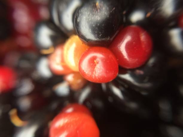 istock blackberry, single close up, detail 853446136