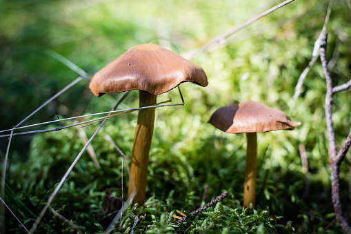 Beautiful poisonous mushrooms and edible mushrooms in the forest. Season of autumn, september.