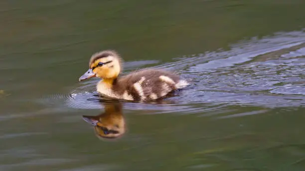 Photo of Baby Duck Closeup