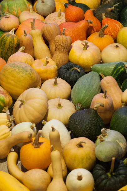 istock Varieties of squashes and pumpkins. 853447260
