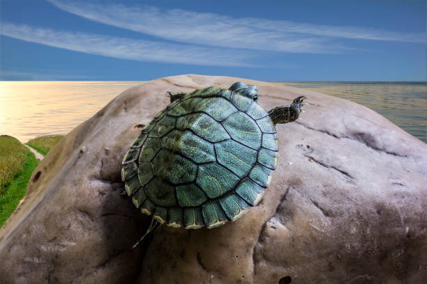 tortuga se sube a la cima - emídidos fotos fotografías e imágenes de stock