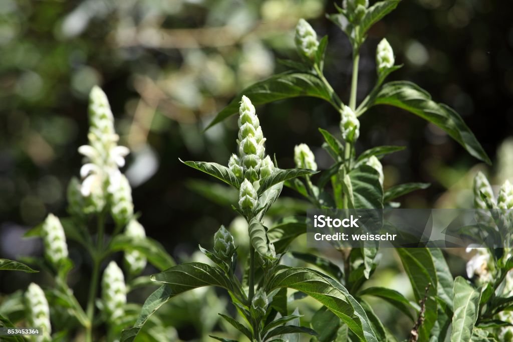 Flowers of Justicia schimperiana Flowers of Justicia schimperiana, an endemic East African plant. Beauty Stock Photo