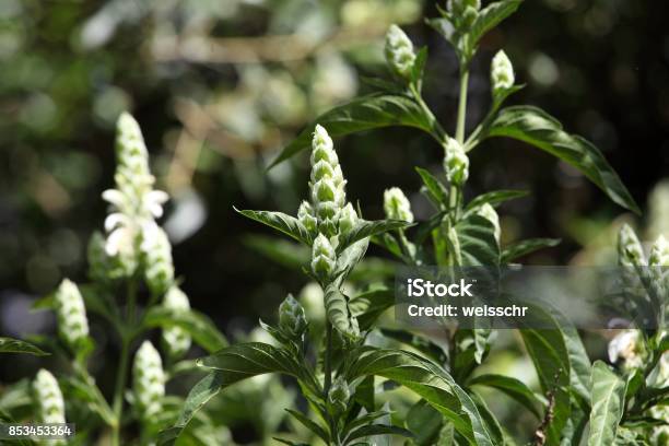 Flowers Of Justicia Schimperiana Stock Photo - Download Image Now - Beauty, Blossom, Botany