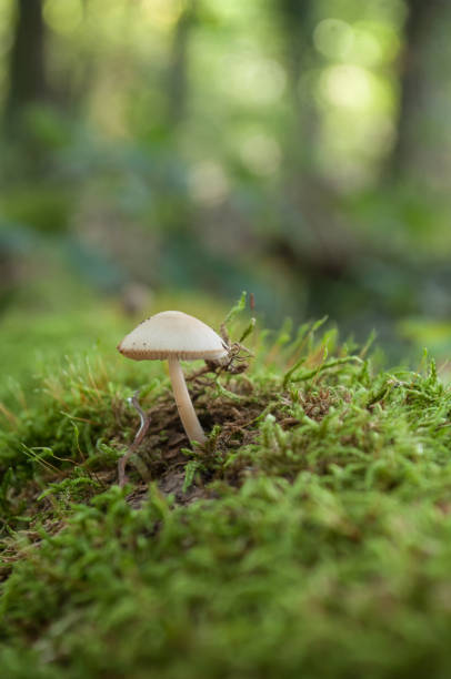 istock mushroom on strain in the forest 853453530