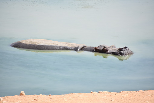 Hippopotamus in water