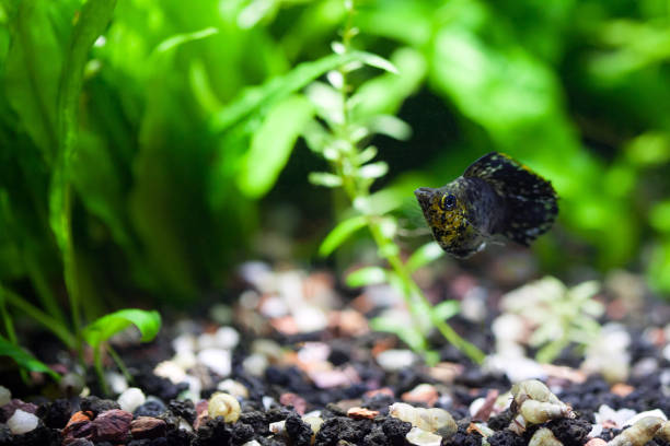 Black Balloon Belly Molly Black with speckles of gold Balloon Belly Molly in planted tropical aquarium, shallow DOF black molly fish stock pictures, royalty-free photos & images