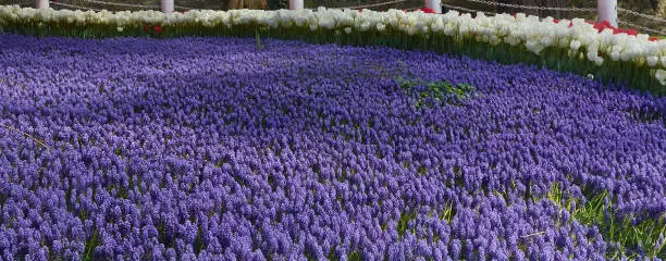 Spring background with hyacinth flowers, close up.