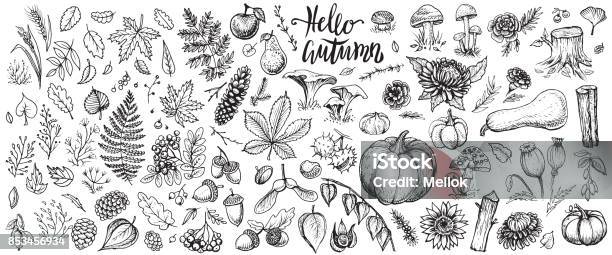 Ilustración de Plantas De Otoño Vector Bocetos Elaborado Sistema De Cosecha Hojas Y Flores De Temporada Otoño De La Mano y más Vectores Libres de Derechos de Otoño