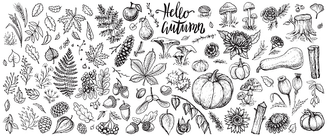 Autumn nature vector sketches. Hand drawn set of forest plants, leaves, branches, mushrooms, cones, herbs, rowan, pumpkins, seasonal flowers and other harvest. Black line isolated illustrations