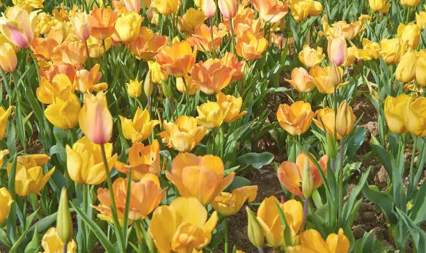 Background with yellow tulip flowers, close up.