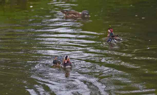 Mandarin duck (Aix galericulata) bird floating in the lake.