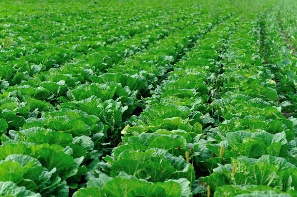 istock chinese cabbage crops in growth at field 853457798
