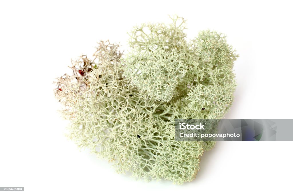 Green moss (Cladonia rangiferina) Green moss (Cladonia rangiferina) on white bakground Moss Stock Photo