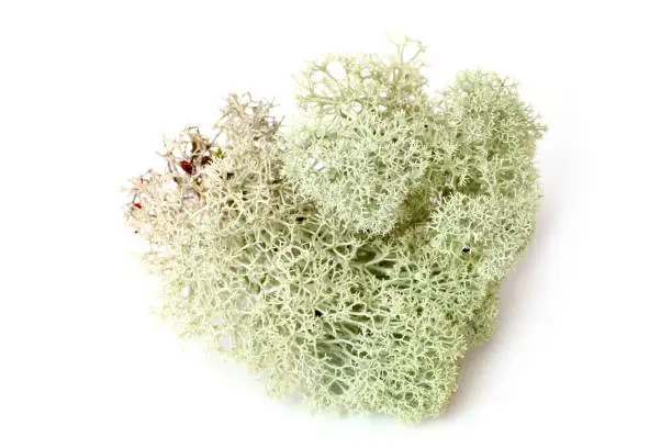 Green moss (Cladonia rangiferina) on white bakground