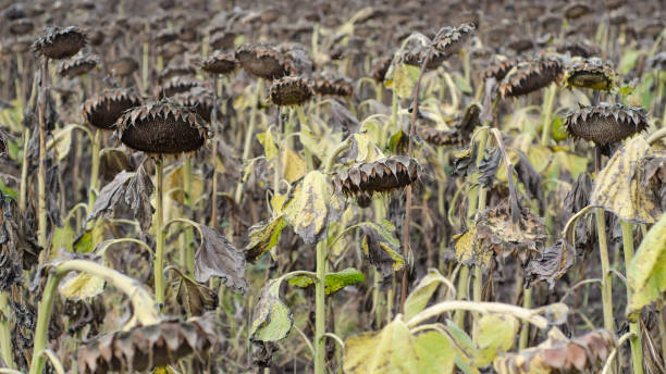 istock Field of ripened sunflowers ready for harvesting for their seeds 853467430