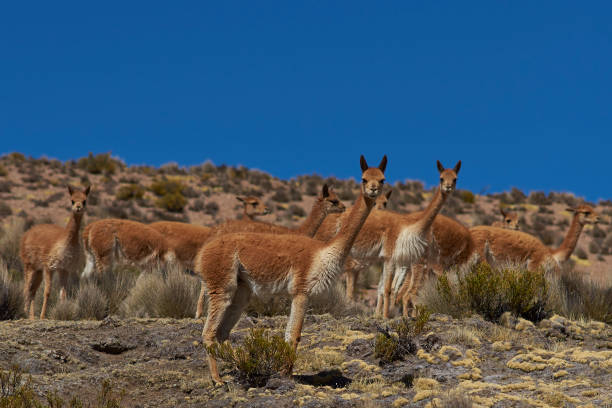 istock Group of vicuna on the Altiplano 853474170