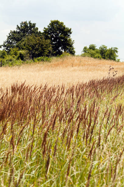 istock Species of tall grass 853478404