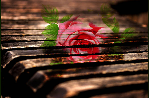 Roses on old wooden board, Valentines Day backgroundRoses on old wooden board, Valentines Day background