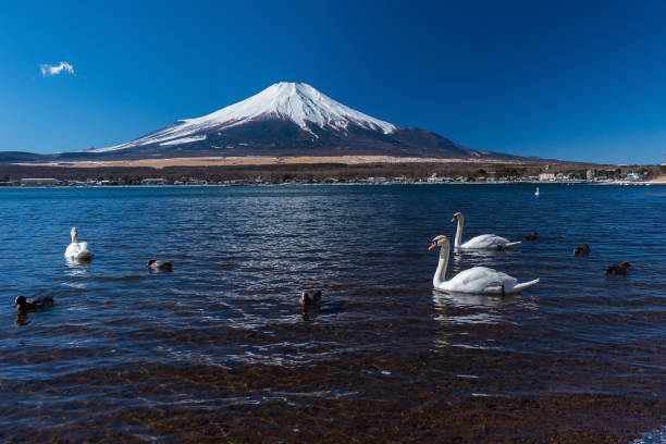 istock white swan in yamanaka lake 853479854