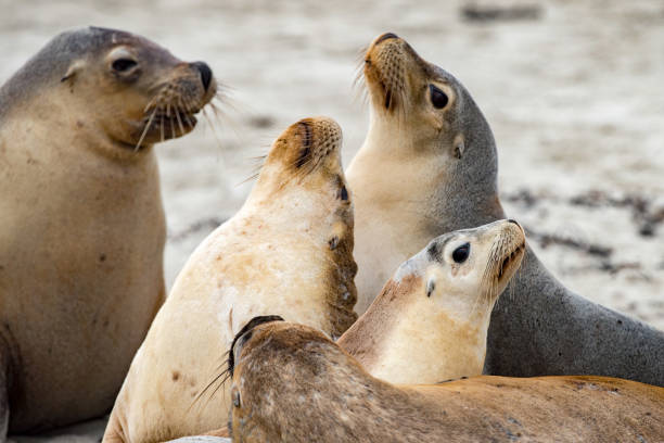 istock australian sea lion relaxing on the beach 853479892